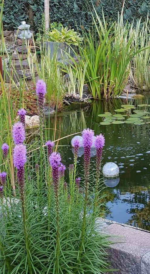 Zur Koenigslay Villa Bullay Bagian luar foto